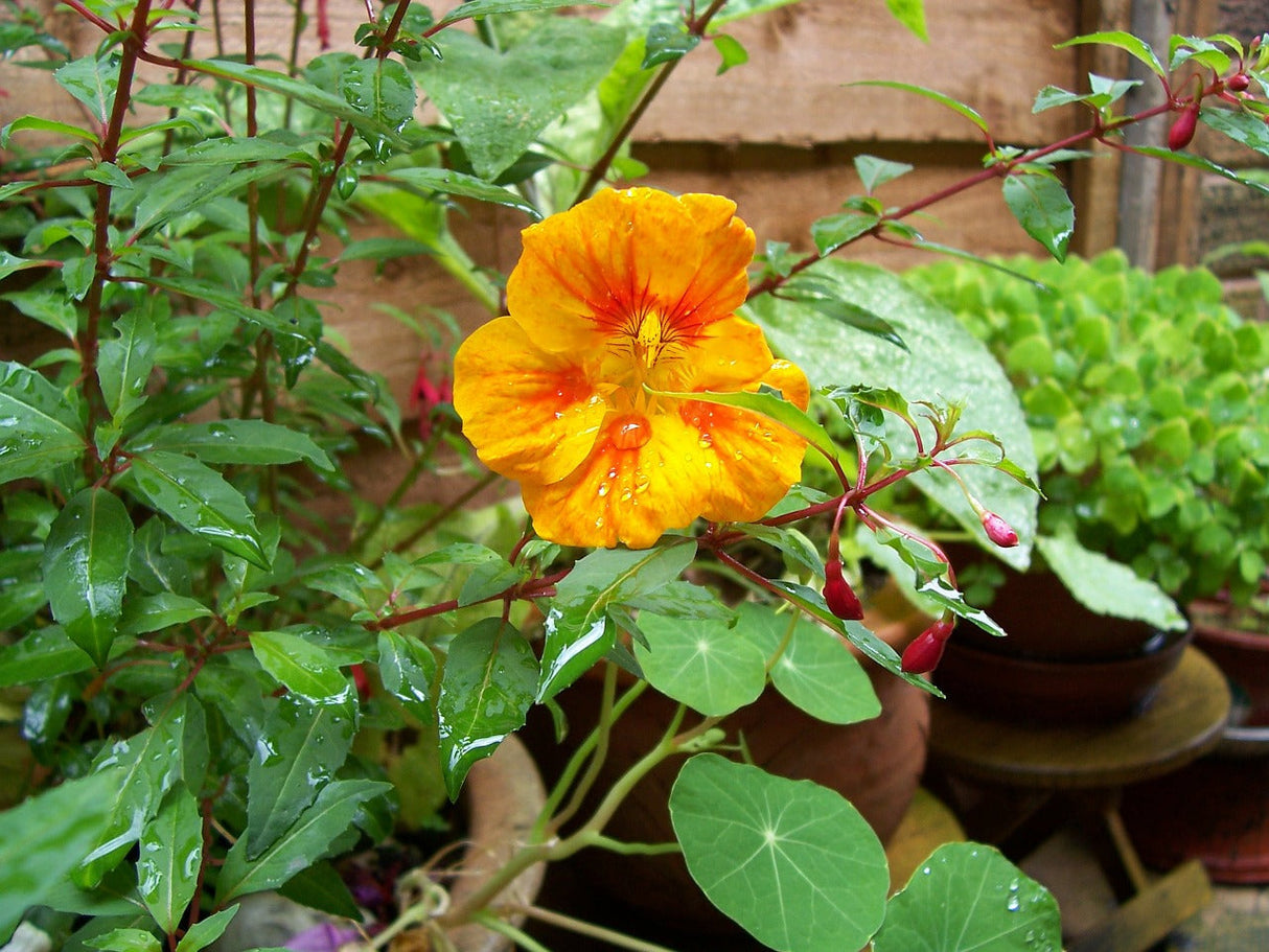 Bright orange and yellow nasturtium Glorious Gleam flower blooming, with lush green leaves, from SeedsNow seed packet.