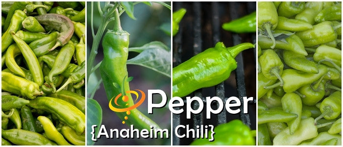 Fresh green Anaheim chili peppers on plants and in piles with Pepper Anaheim Chili text overlay