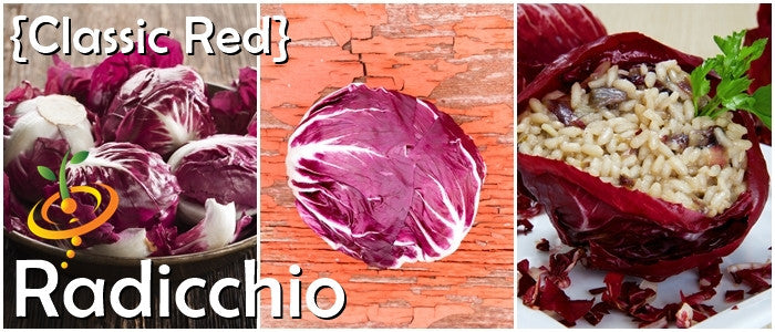 Radicchio Classic Red Italian chicory leaves whole and stuffed with rice dish