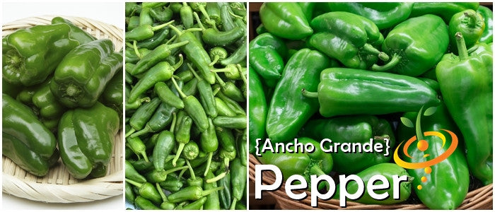 Ancho Grande hot green peppers in baskets and piled up, showcasing thick-skinned mild chili variety