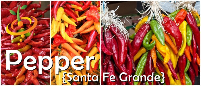 Colorful Santa Fe Grande peppers in red, yellow, orange, and green clustered together