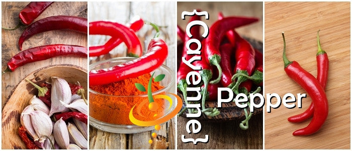 Red cayenne peppers fresh, dried, and powdered with garlic and rustic backgrounds