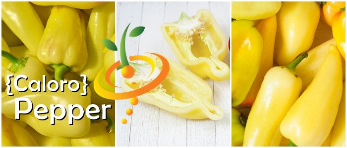 Yellow Jalapeño Pepper Caloro variety fresh whole and halved on white background