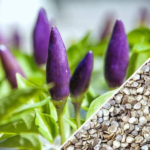 Bright purple hot pepper seeds from SeedsNow, showcasing vibrant, fiery-colored pepper seeds in a close-up shot.