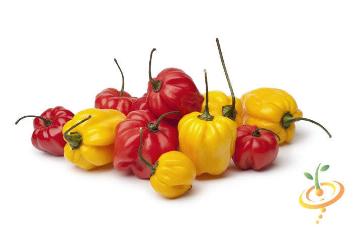 Yellow Scotch Bonnet hot pepper seeds from SeedsNow, showing vibrant yellow peppers and seed packet in a natural setting.