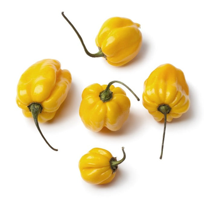Order Scotch Bonnet Yellow Hot Pepper seeds online from USA. Enjoy high yields, sweet fruity flavor, and easy container planting for your garden.