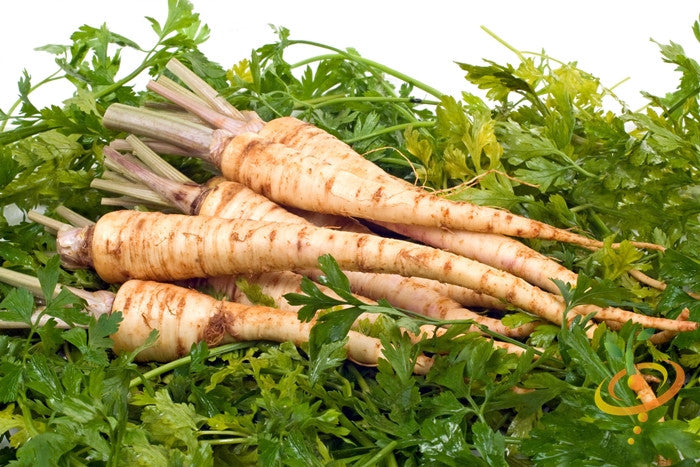Fresh rooted Hamburg parsley plant with vibrant green leaves and thick roots, grown from SeedsNow parsley seeds.