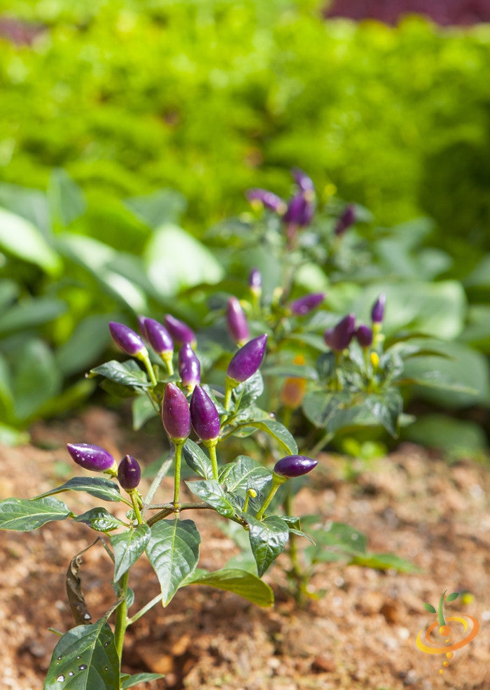 Purple Tiger hot pepper seeds by SeedsNow, showcasing vibrant purple peppers with fiery heat, ready for planting.