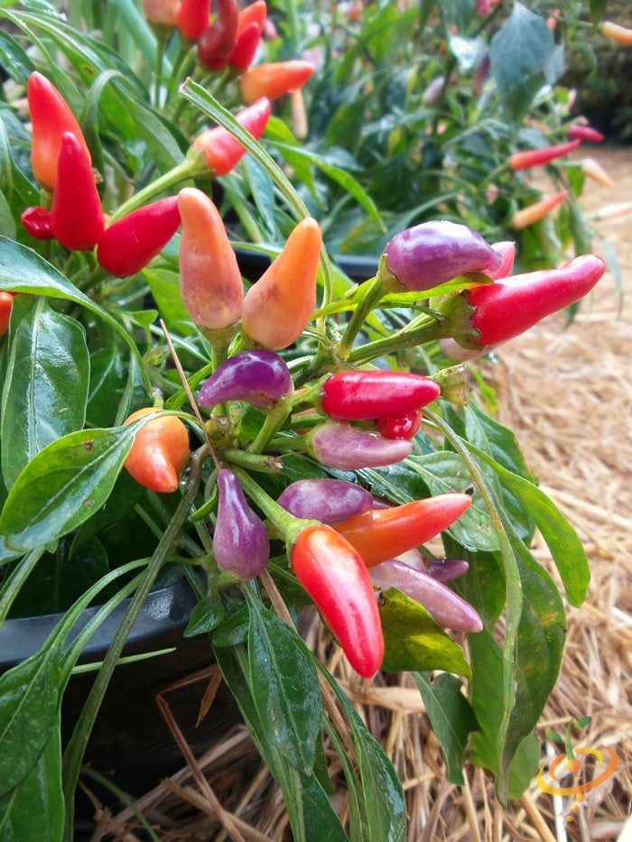 Bright red NuMex Twilight hot pepper seeds from SeedsNow, with colorful pepper pods and vibrant green stems on a white background.