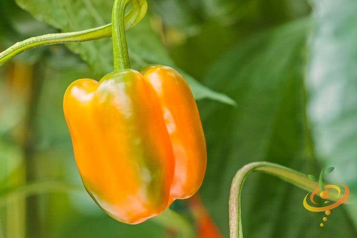 Sweet orange Horizon pepper plant from SeedsNow, showing vibrant orange peppers on green foliage.