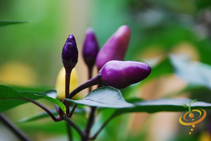 Purple Tiger hot pepper seeds from SeedsNow, vibrant purple pepper plant with ripe hot peppers ready to harvest.