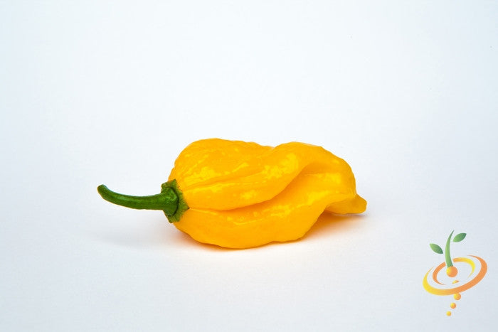 Yellow Devil's Tongue hot pepper seeds from SeedsNow, showcasing vibrant yellow pepper pods and seeds for planting.