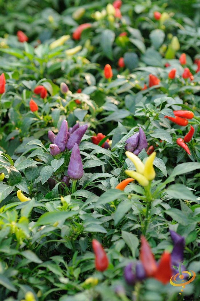 Spicy hot Firecracker pepper seeds from SeedsNow, showing vibrant chili peppers and seed packaging in natural light.