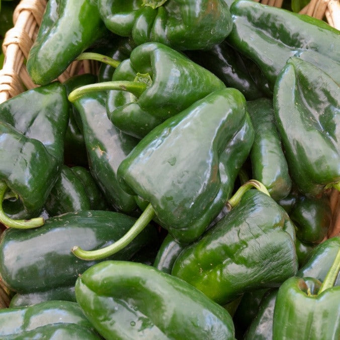 Hot Poblano pepper seeds from SeedsNow, showing vibrant green pepper seeds and fresh pepper pods on a white background.