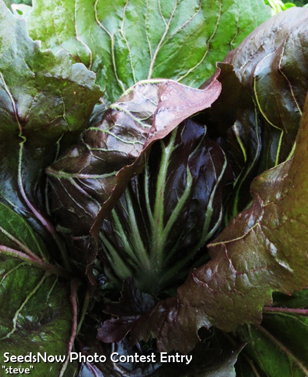Close-up of Radicchio Classic Red with white-veined deep red leaves growing as a leaf vegetable