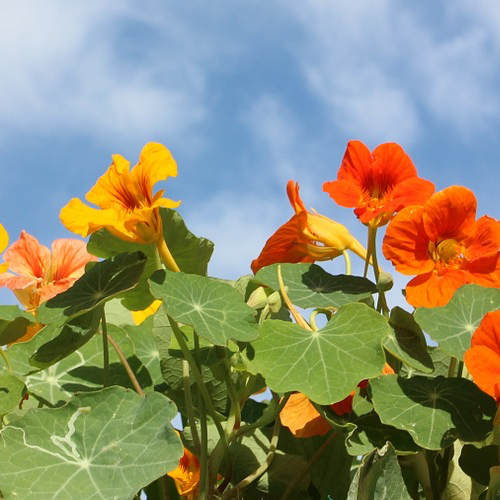 Order fresh Whirlybird Nasturtium Flower seeds online from USA. These jewel-toned flowers produce rich colors, are easy to grow, perfect for containers, garden beds.