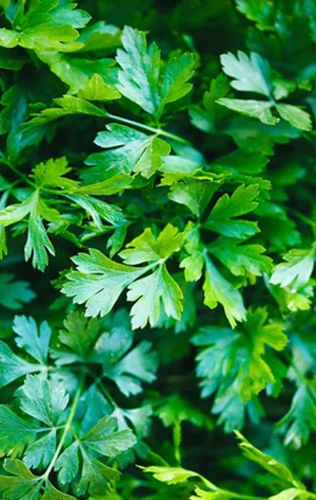 All Parsley Seeds