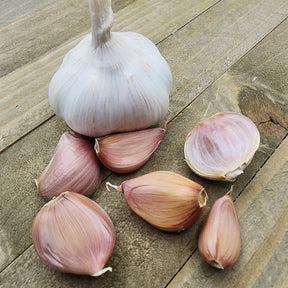 Organic Silver Rose soft neck garlic bulb from SeedsNow-Garlic, showing fresh, white garlic cloves with papery skin.