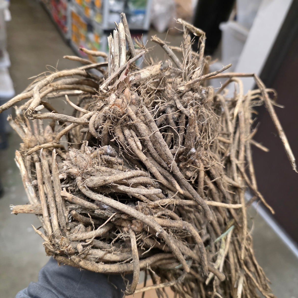 Fresh Millennium asparagus roots and crowns, ready for planting, with vibrant green spears and healthy roots in the image.