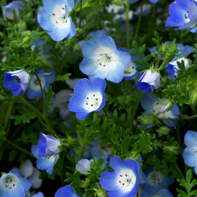 Baby Blue Eyes flower seeds from SeedsNow.com, showing vibrant blue seed packets with colorful flower illustrations.
