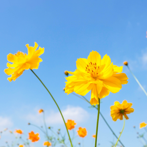Yellow Cosmos flower seeds from SeedsNow.com, showing vibrant yellow flower buds and green foliage in a natural setting.