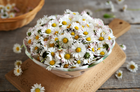 White English Daisy flowers from Bellis Perennis flower seeds, showing vibrant blooms and green foliage.