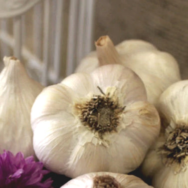 *NEW!* All-in-One Organic Garlic Variety Pack