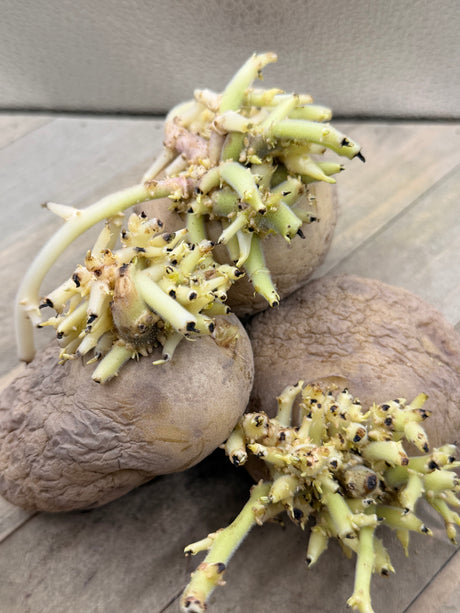 Organic Kennebec potato seed from SeedsNow-Potatoes, showing round mid-season potato with smooth, light brown skin.