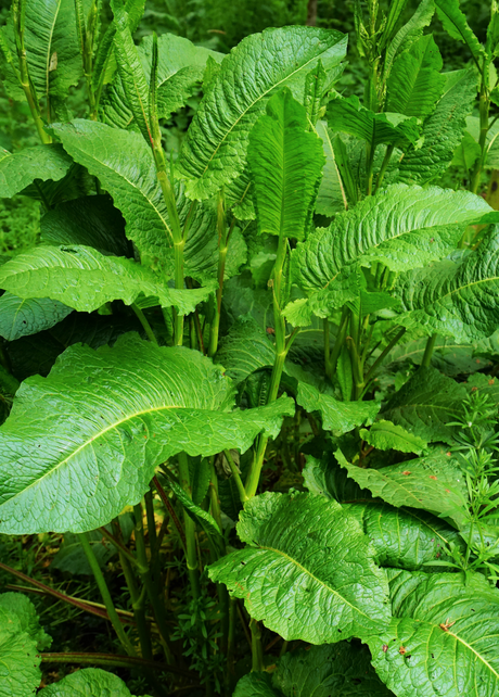 Large leaf sorrel seeds from SeedsNow, showing vibrant green seeds for growing flavorful Rumex acetosa plants.