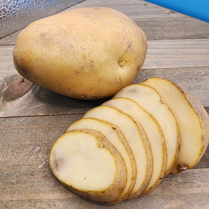 Potato (Mid-Season) - Kennebec (Organic rounds) - SeedsNow.com - Potato Seed