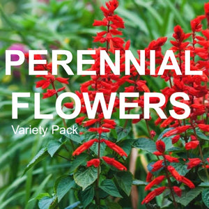 All-in-One Perennial Flower Garden Variety Pack from SeedsNow-SeedBanks, featuring diverse colorful perennial flowers in the pack.