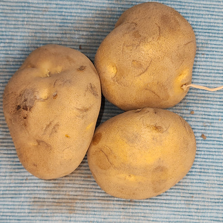 Organic Yellow Finn potato seed tuber from SeedsNow-Potatoes, showcasing round, yellow-fleshed late-season potato for planting.