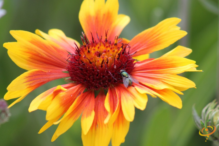 Wildflowers - Exotic Mountain Scatter Garden Seed Mix - SeedsNow.com