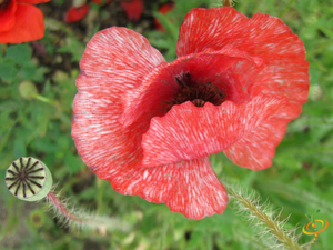 Wildflowers - Partial Shade Scatter Garden Seed Mix - SeedsNow.com