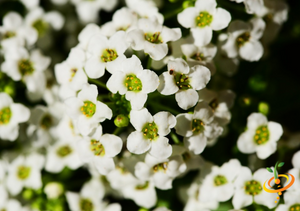 Wildflowers - Hummingbird & Butterfly Scatter Garden Seed Mix - SeedsNow.com