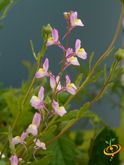 Wildflowers - Hummingbird & Butterfly Scatter Garden Seed Mix - SeedsNow.com