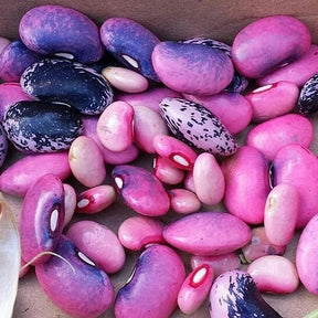Scarlet Runner bean seeds from SeedsNow, climbing pole bean with vibrant red flowers and green foliage, ready for planting.