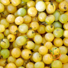 White cherry indeterminate tomato seeds from SeedsNow, showing small, round, white tomatoes on green vines ready for planting.