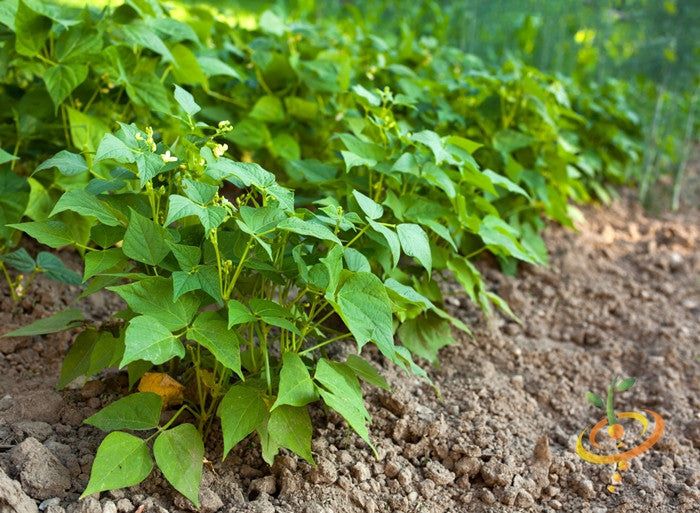 Bean (Bush) - Provider.