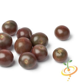 Cherry Chocolate Tomato indeterminate seeds from SeedsNow, showing vibrant ripe cherry tomatoes on the vine.
