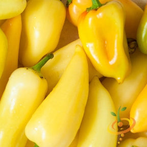 Yellow jalapeño hot pepper seeds from SeedsNow, showing vibrant pepper seeds and fresh yellow jalapeño peppers.