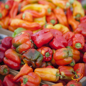 California Wonder sweet pepper seeds from SeedsNow, vibrant green pepper plant with mature sweet peppers on the plant.