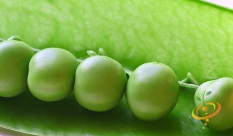 Fresh Wando pea seeds from SeedsNow, showcasing vibrant green pea seeds on a neutral background.