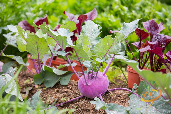 Kohlrabi - Vienna, Purple.