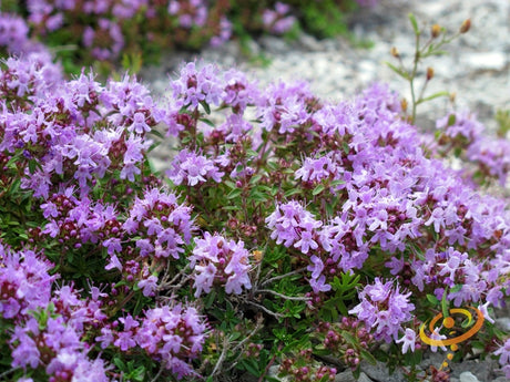 Fresh thyme seeds from SeedsNow, showing small brown seeds ideal for herb gardening and culinary use.