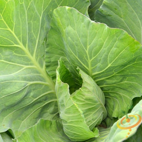 Fresh green Collard Vates seeds from SeedsNow, ready for planting in vegetable gardens.