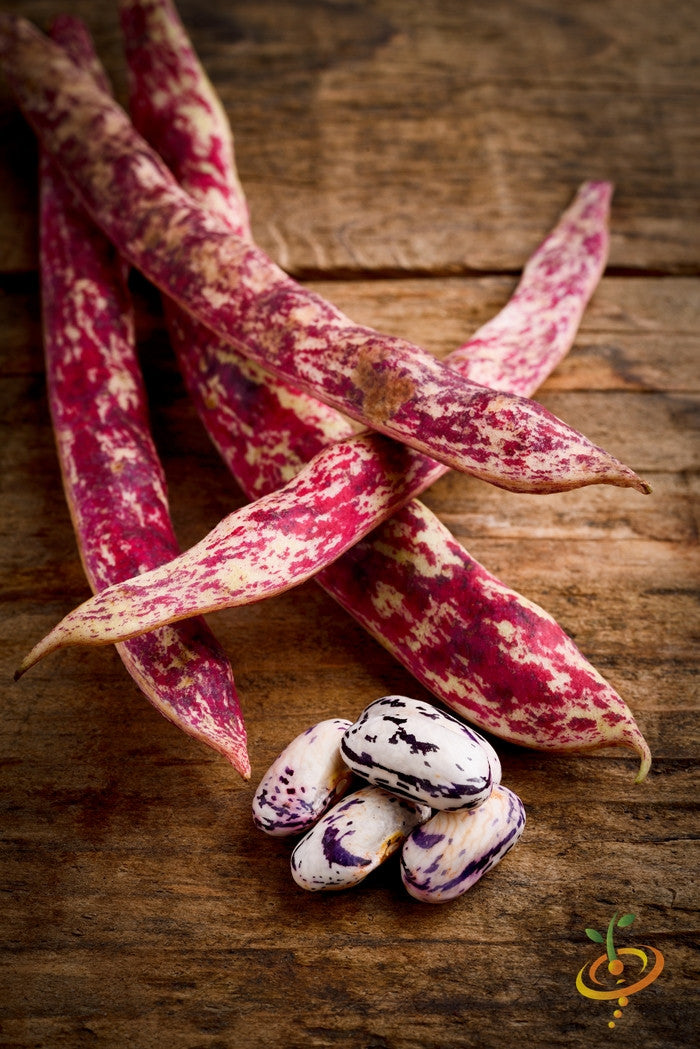 Bean (Bush) - Borlotti.