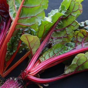 Swiss chard Magenta Sunset seeds by SeedsNow, showing vibrant magenta and green leafy Swiss chard plants in a garden.