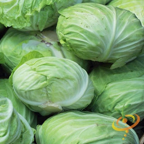 Fresh Charleston Wakefield cabbage from SeedsNow, showing a vibrant green head with tightly packed leaves.