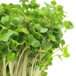 Fresh broccoli microgreens sprouting from SeedsNow broccoli seeds, showcasing vibrant green microgreens in a natural setting.